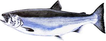 Image result for Oncorhynchus kisutch