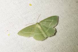 Attēlu rezultāti vaicājumam “Chlorissa viridata”