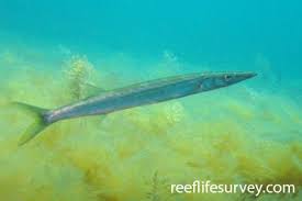 Image result for Sphyraena viridensis