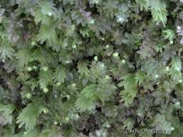 Attēlu rezultāti vaicājumam “Calypogeia fissa”