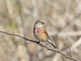 Attēlu rezultāti vaicājumam “Carduelis cannabina male”