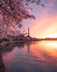 Image result for "cherry blossom" washington