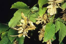 Attēlu rezultāti vaicājumam “Carpinus betulus fruit”