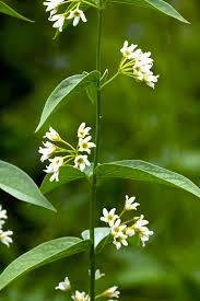 Attēlu rezultāti vaicājumam “Vincetoxicum hirundinaria flower”