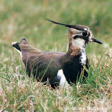 Attēlu rezultāti vaicājumam “Vanellus vanellus”