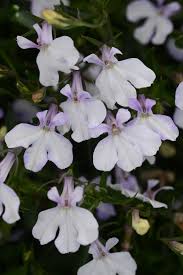 Attēlu rezultāti vaicājumam “Lobelia erinus flower”