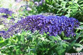 Image result for Buddleja davidii