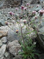 Attēlu rezultāti vaicājumam “Erigeron acris”