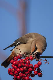 Attēlu rezultāti vaicājumam “Bombycilla garrulus”