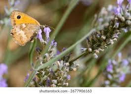 Attēlu rezultāti vaicājumam “Maniola jurtina”