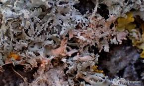 Attēlu rezultāti vaicājumam “Erythricium aurantiacum”