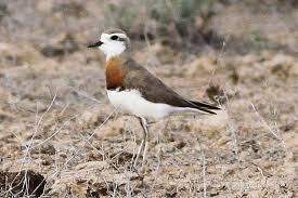 Image result for Charadrius asiaticus