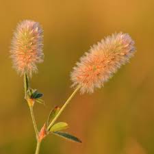 Attēlu rezultāti vaicājumam “Trifolium arvense leaf”