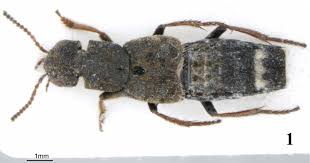 Attēlu rezultāti vaicājumam “Ontholestes murinus”