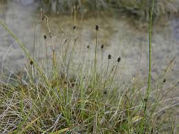 Attēlu rezultāti vaicājumam “Carex dioica”