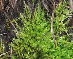 Attēlu rezultāti vaicājumam “Eurhynchiastrum pulchellum”