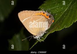 Attēlu rezultāti vaicājumam “Satyrium w-album underside”