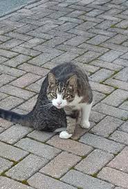 Image result for cat found