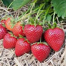 Attēlu rezultāti vaicājumam “Fragaria x ananassa fruit”