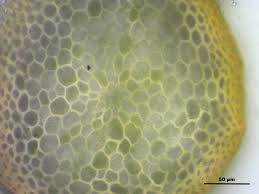 Attēlu rezultāti vaicājumam “Isothecium alopecuroides”