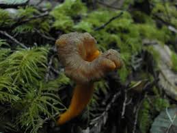 Attēlu rezultāti vaicājumam “Cantharellus lutescens”