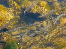 Image result for Alosa mediocris