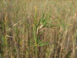 Attēlu rezultāti vaicājumam “Agrostis canina leaf”