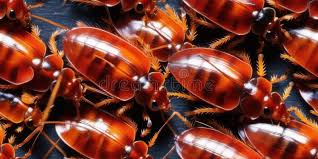 Attēlu rezultāti vaicājumam “Blattoptera”