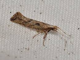 Attēlu rezultāti vaicājumam “Plutellidae”