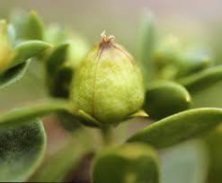 Attēlu rezultāti vaicājumam “Honckenya peploides bud”