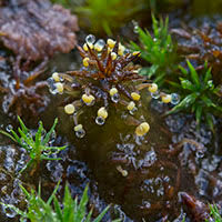 Attēlu rezultāti vaicājumam “Physarum braunianum”