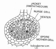 Attēlu rezultāti vaicājumam “Bryum pallens sporophyte”