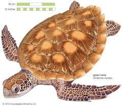 Image result for Chelonia mydas
