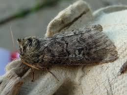 Attēlu rezultāti vaicājumam “Tethea or”