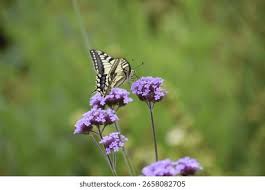 Attēlu rezultāti vaicājumam “Papilio machaon underside”