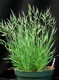 Attēlu rezultāti vaicājumam “Didymium bahiense stalked”