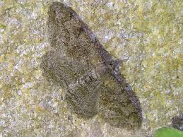 Attēlu rezultāti vaicājumam “Alcis repandata”