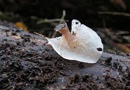 Attēlu rezultāti vaicājumam “Neocudoniella albiceps”