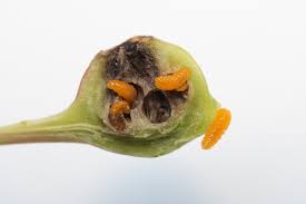 Attēlu rezultāti vaicājumam “Contarinia petioli”