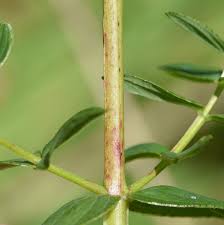 Attēlu rezultāti vaicājumam “Hypericum maculatum leaf”