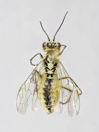 Attēlu rezultāti vaicājumam “Rhogogaster picta”