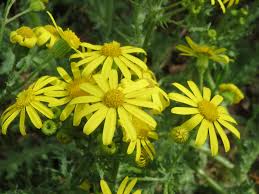 Attēlu rezultāti vaicājumam “Senecio vernalis leaf”