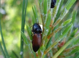 Attēlu rezultāti vaicājumam “Ampedus balteatus”
