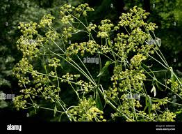 Attēlu rezultāti vaicājumam “Levisticum officinale flower”