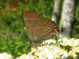 Attēlu rezultāti vaicājumam “Satyrium w-album”