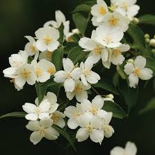 Attēlu rezultāti vaicājumam “Philadelphus coronarius flower”
