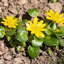 Attēlu rezultāti vaicājumam “Ranunculus lingua leaf”