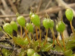 Attēlu rezultāti vaicājumam “Physcomitrium pyriforme sporophyte”