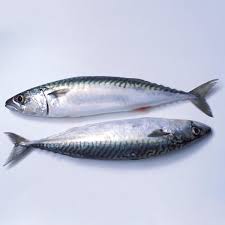 Image result for Scomber scombrus