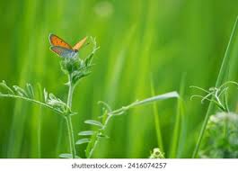 Attēlu rezultāti vaicājumam “Lycaeniinae”